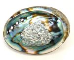 Abalone Shell - 3 to 4" Long, Each