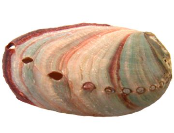 Red Abalone Shell - 2-3" Long, Each