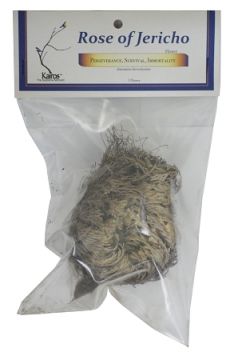 Rose of Jericho, 1 Flower, Kairos Packaged (Pack of 4)